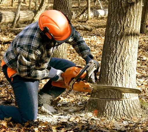 Tree Removal in Eden, TX